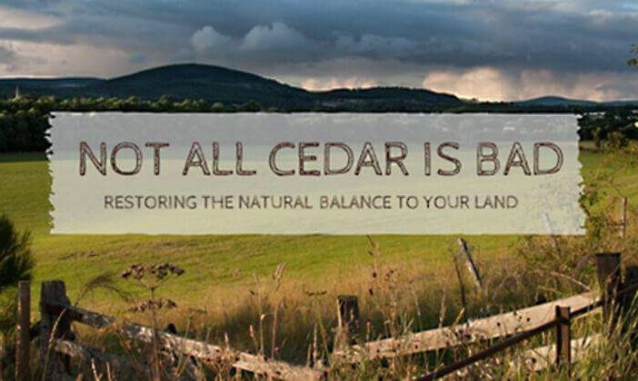 not-all-cedar-is-bad-restoring-the-natural-balance-to-your-land