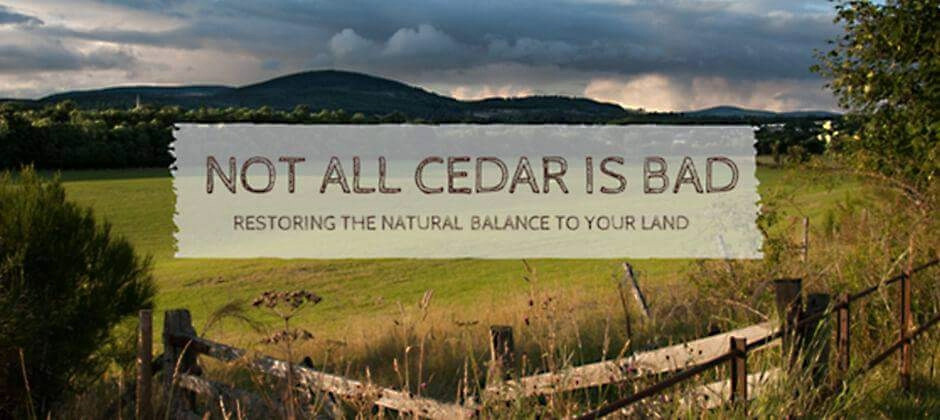 not-all-cedar-is-bad-restoring-the-natural-balance-to-your-land