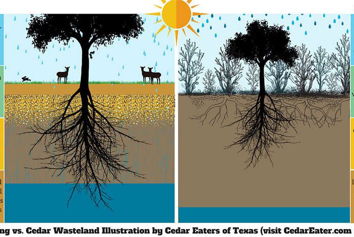 illustration showing cedar mulching vs. cedar wasteland