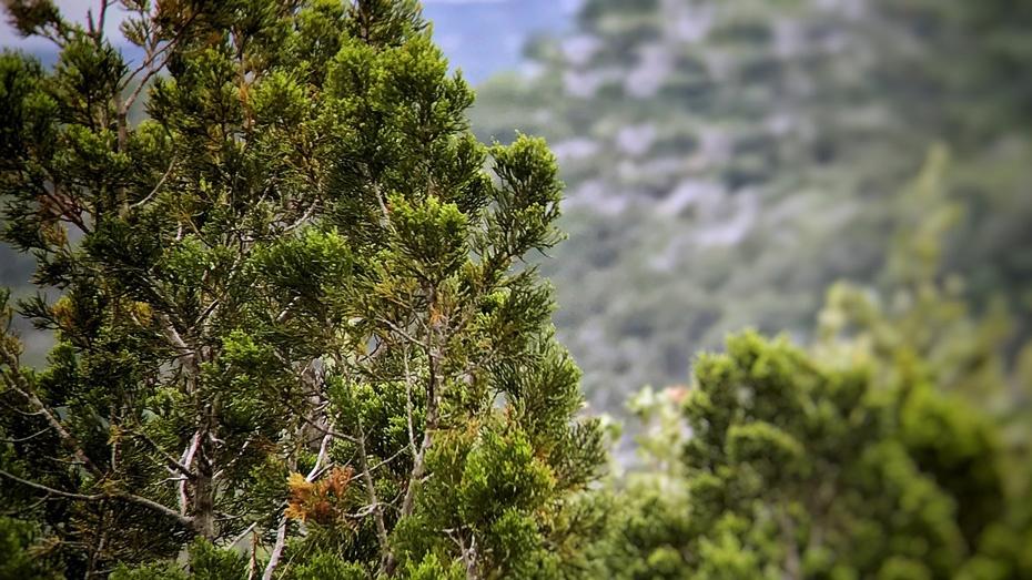 cedar trees