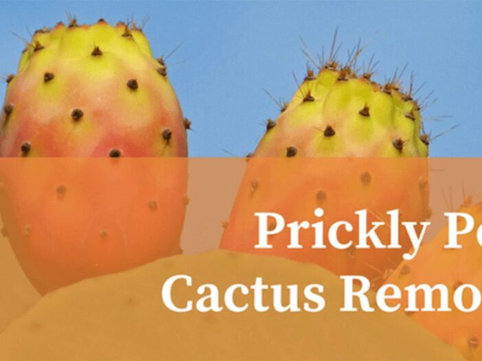 prickly pear cactus removal