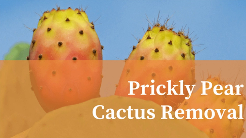 prickly pear cactus removal