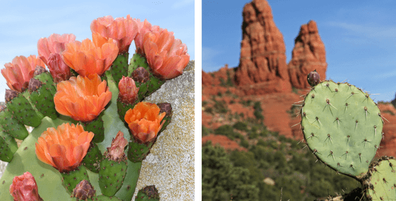 Prickly Pear Cactus Photos