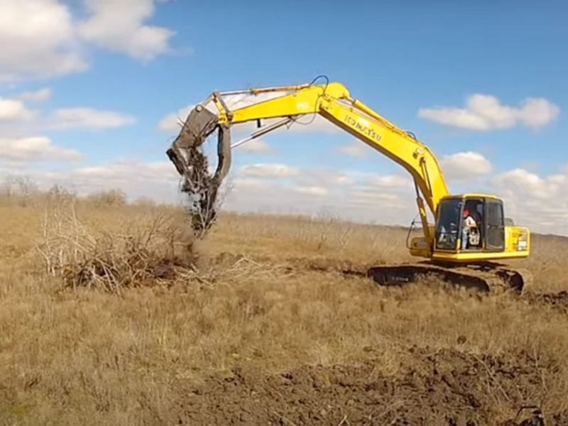 mesquite tree removal in Texas