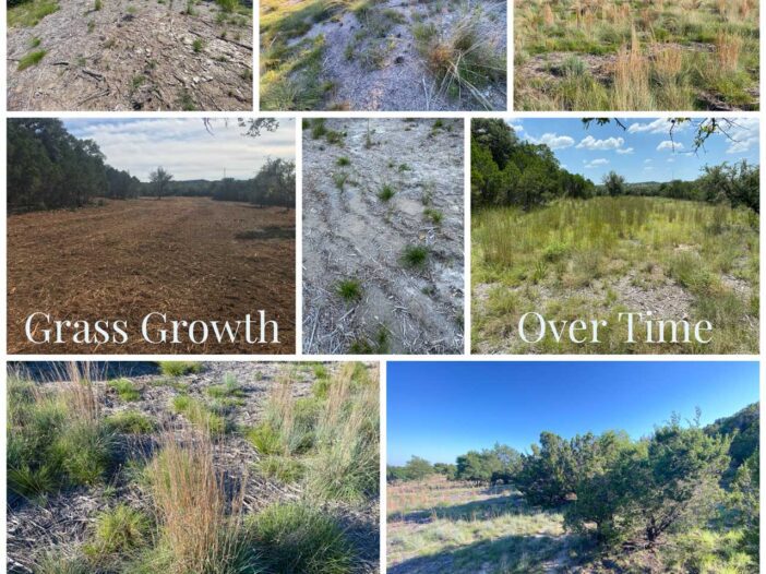 cedar mulching and grass growth