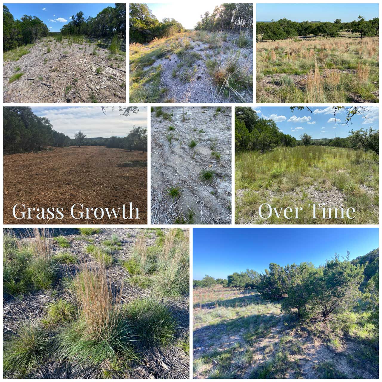 cedar mulching and grass growth