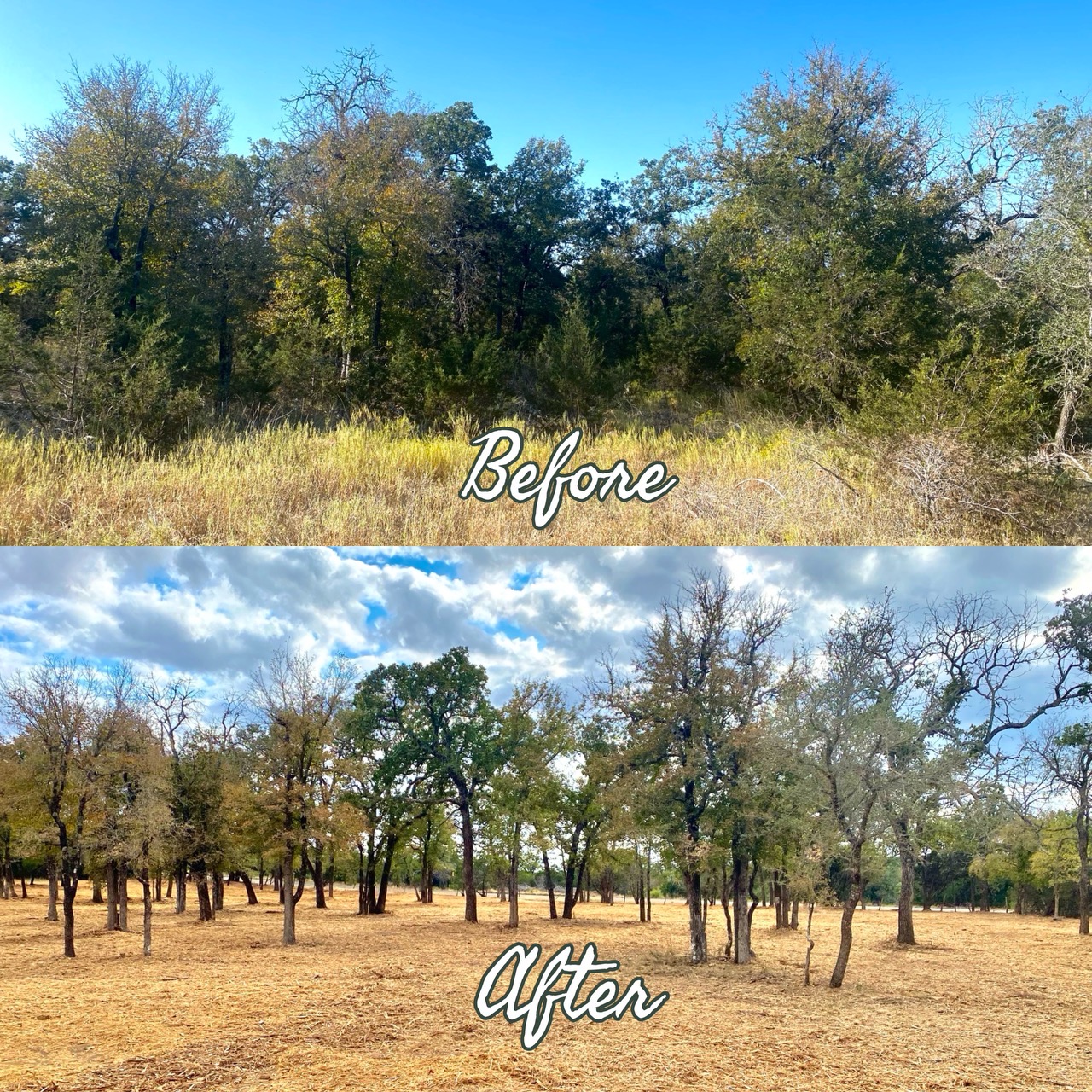 before and after shots of Central Texas Land Clearing by Cedar Eaters of Texas