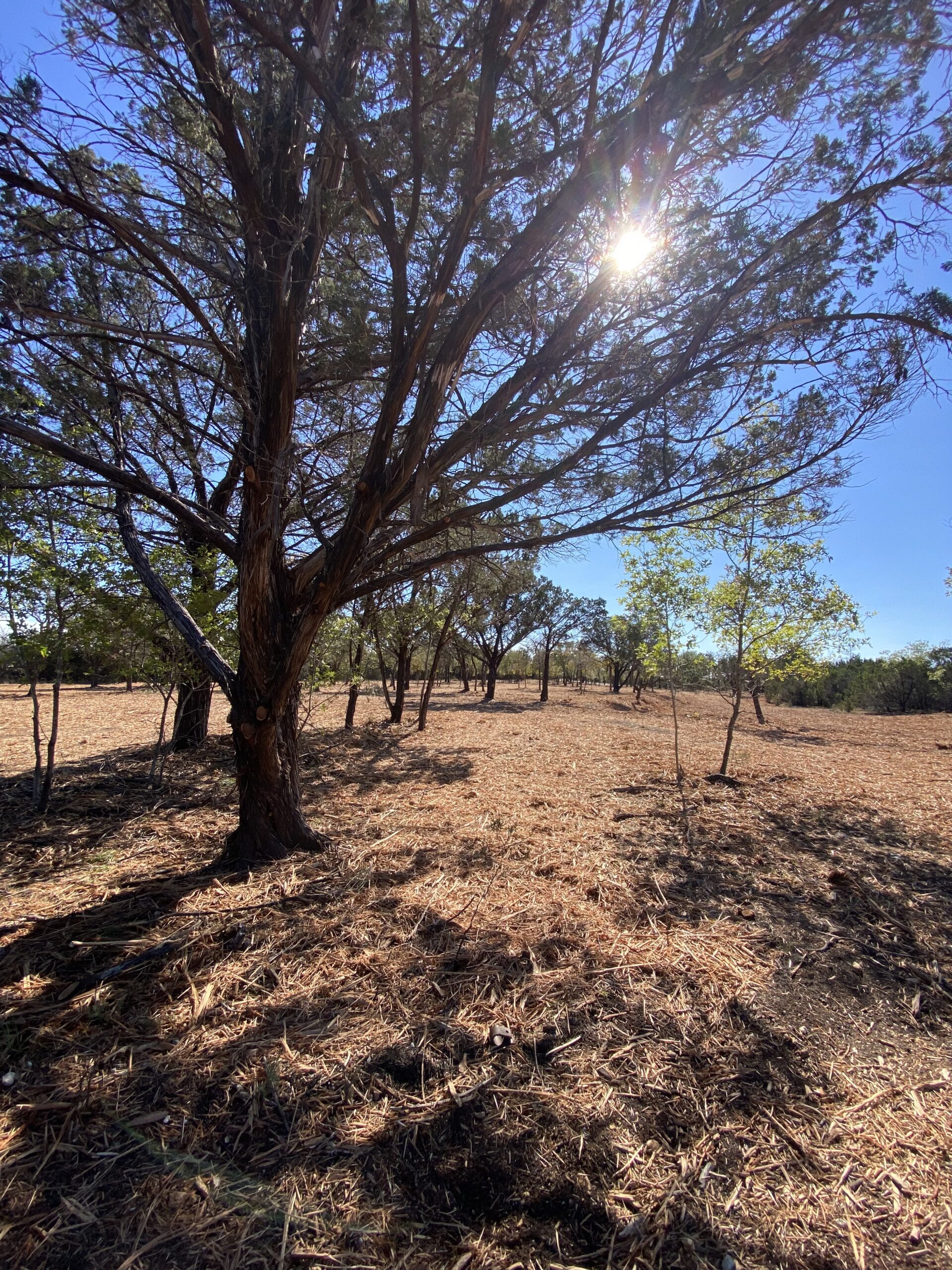 cedareatertexaslandclearingcentraltexas